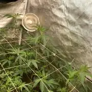 Rainbow Marker #4 (LIT Farms)