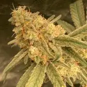 GasQuake (In House Genetics)