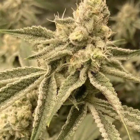 Platinum IX (In House Genetics)