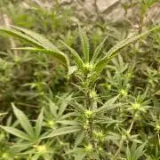Final BlackCherry Punch Clone (IHG)
