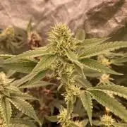 Pineapple Mojito S1