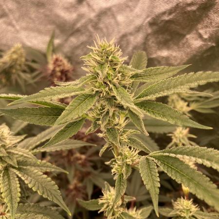 Pineapple Mojito S1