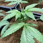 FrozayPie x MannaMountain (ttcultivator)