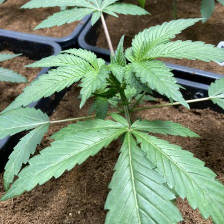 FrozayPie x MannaMountain (ttcultivator)