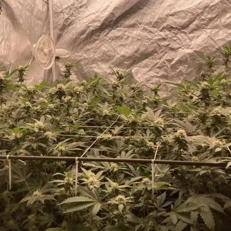 Motor OG #3 Clones (LIT Farms)