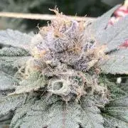 Blackcherry Punch Clones (In House Gen)
