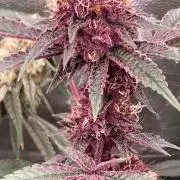 Pora’s Purple CN#6 (Relentless Genetics)
