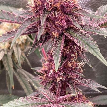 Pora’s Purple CN#6 (Relentless Genetics)