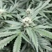 BlackCherry Punch (In House Genetics)