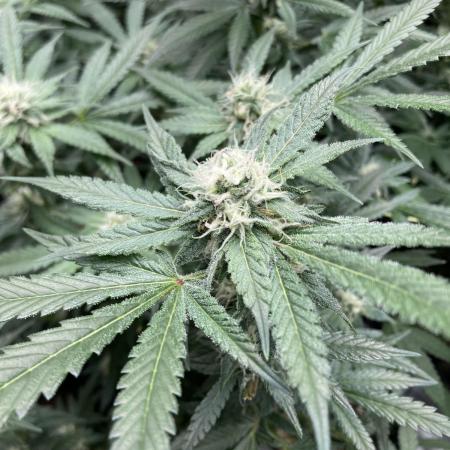 BlackCherry Punch (In House Genetics)