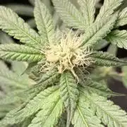 Do-lato V2 (In House Genetics)