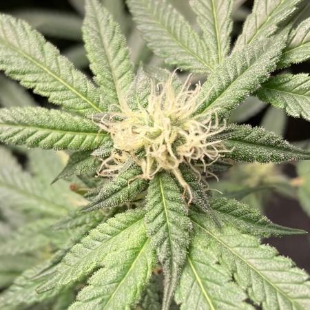 Do-lato V2 (In House Genetics)