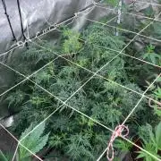 Frosty’s Purple Freak (Khalifa)