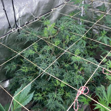 Frosty’s Purple Freak (Khalifa)