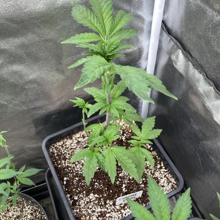 Chrome Dome (Compound Genetics)