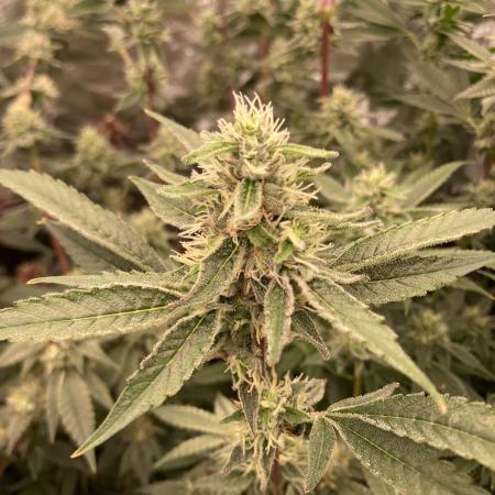 Pineapple Mojito S1