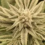 Pink Runtz x Hollywood (Cookies)