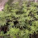 Rainbow Gelato (Wizard Trees)