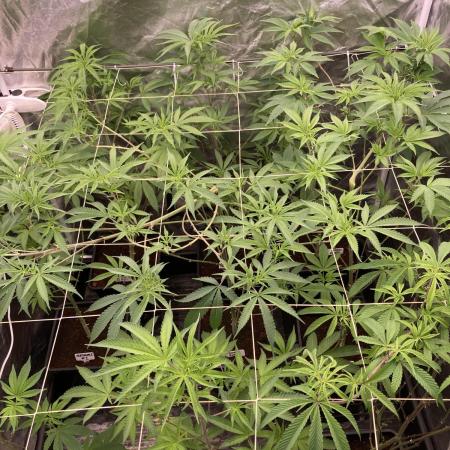 Rainbow Gelato (Wizard Trees)