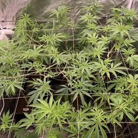 Rainbow Gelato (Wizard Trees)