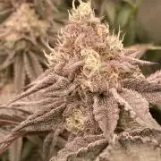 Rainbow Gelato (Wizard Trees)