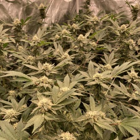Motor OG #3 Clones (LIT Farms)