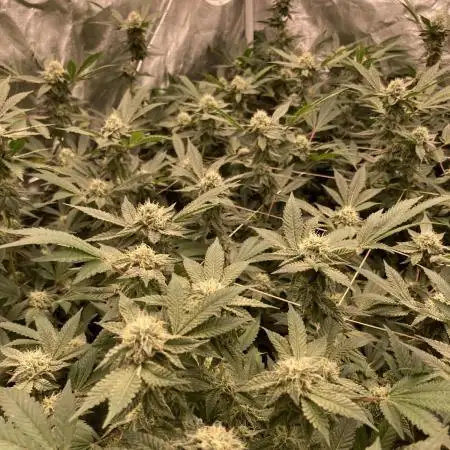 Motor OG #3 Clones (LIT Farms)