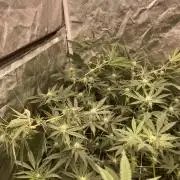 GasQuake (In House Genetics)