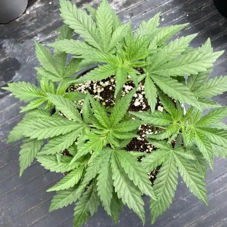 GasQuake (In House Genetics)