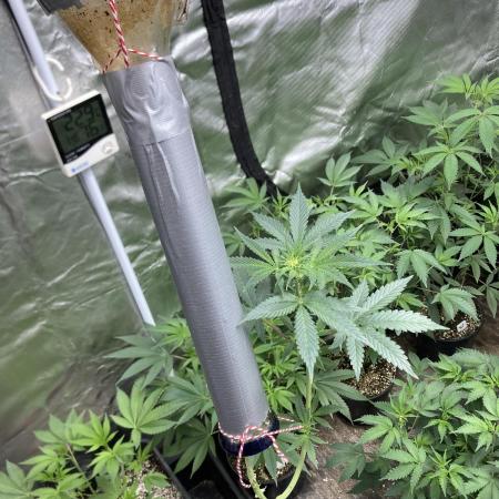 Double Smile (Mephisto Genetics)
