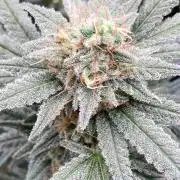 White Rhino (Green House Seeds)