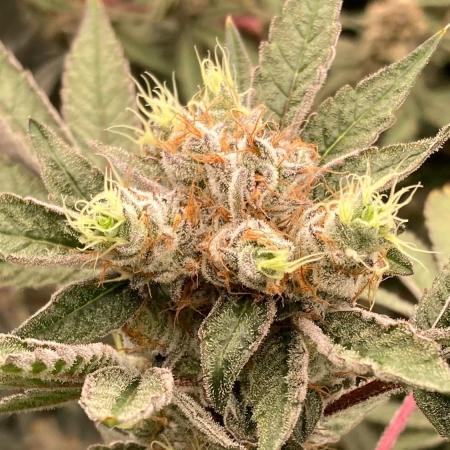 Jelly Breath S1 (In House Genetics)