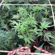 Black Rainbow (LIT Farms)