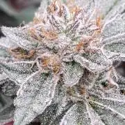 CN#2 Clones (Relentless Genetics)