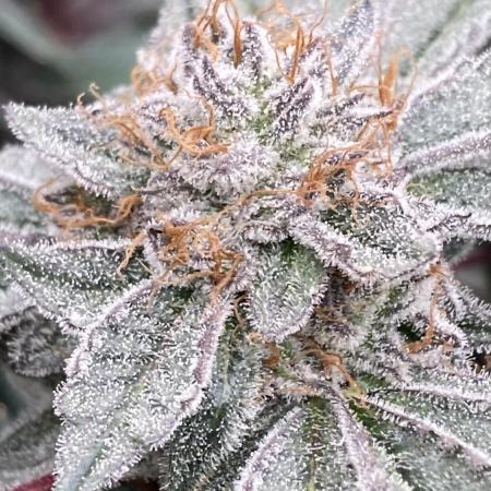 CN#2 Clones (Relentless Genetics)