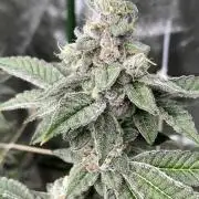 All Starz Clone (LIT Farms)