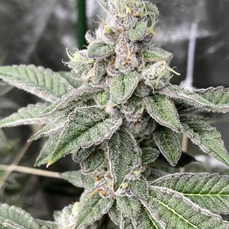 All Starz Clone (LIT Farms)