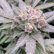 BlackCherry Punch (In House Genetics)