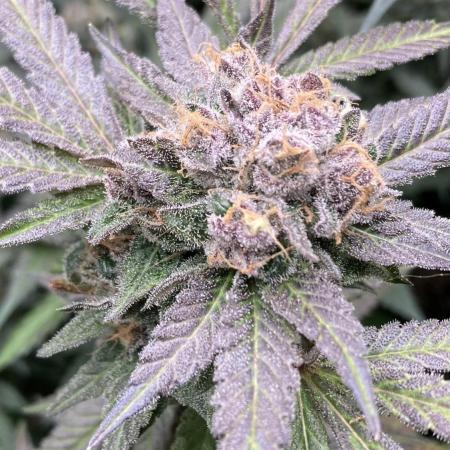 BlackCherry Punch (In House Genetics)