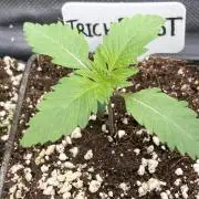 Trich Beast (Solfire Gardens)