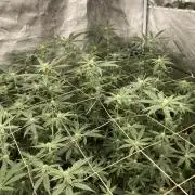 Zoy Sauce Clones (my Cut)