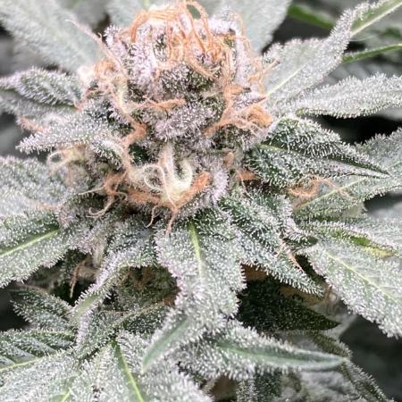 BlackCherry Punch (In House Genetics)