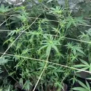 Black Rainbow (LIT Farms)
