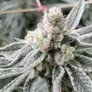 Platinum IX Clone (In House Genetics)