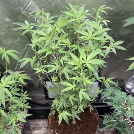 Black Rainbow (LIT Farms)