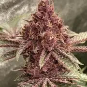 CN#6 aka Poras Purple (Relentless)