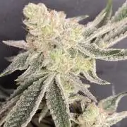 Platinum IX Clone (In House Genetics)