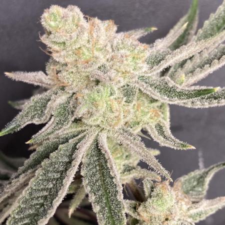 Platinum IX Clone (In House Genetics)