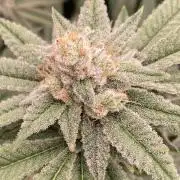 Glazed Pastries Clones (In House Gen)