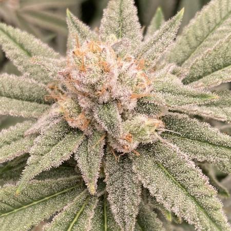 Glazed Pastries Clones (In House Gen)